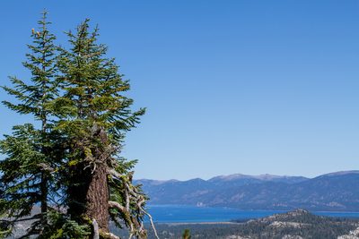 Abies magnifica, photographed by Alejandro Santillana