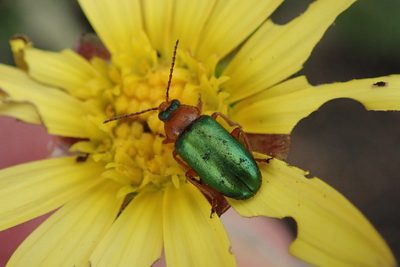 Haplocarpha lyrata, photographed by Nicola van Berkel