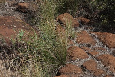 Coleochloa setifera, photographed by Tony Rebelo