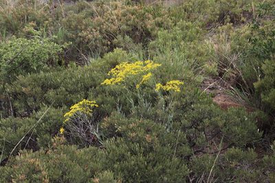 Senecio venosus, photographed by Tony Rebelo