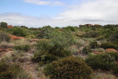 Gymnosporia tenuispina, photographed by Tony Rebelo