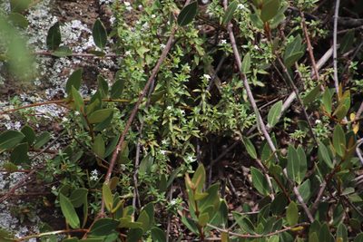 Crassula sarcocaulis, photographed by Tony Rebelo