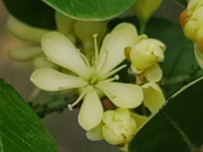 Haematoxylum campechianum, photographed by peakaytea