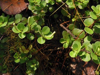 Peperomia berlandieri, photographed by Neptalí Ramírez Marcial
