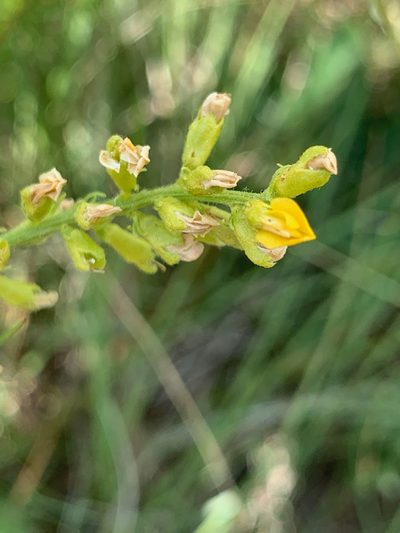 Melolobium wilmsii, photographed by Matthew Fainman