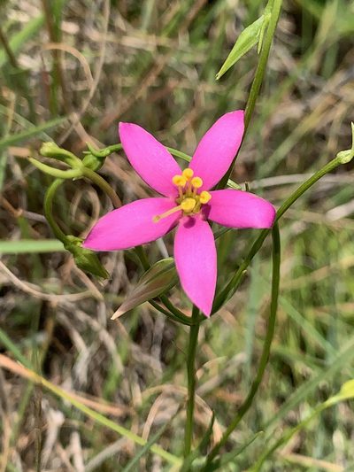 Chironia purpurascens, photographed by Matthew Fainman