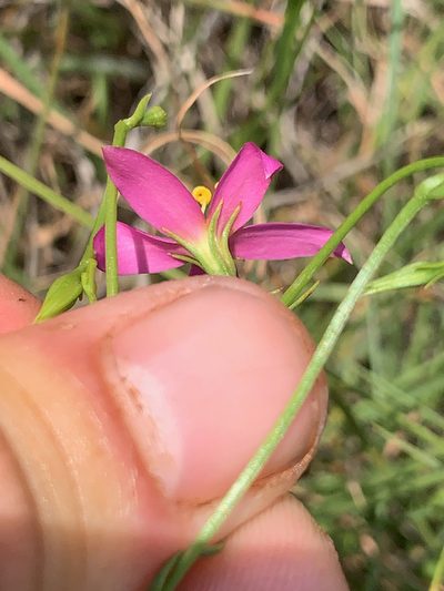 Chironia purpurascens, photographed by Matthew Fainman
