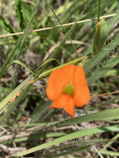 Tephrosia acaciifolia, photographed by Matthew Fainman