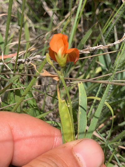 Tephrosia acaciifolia, photographed by Matthew Fainman
