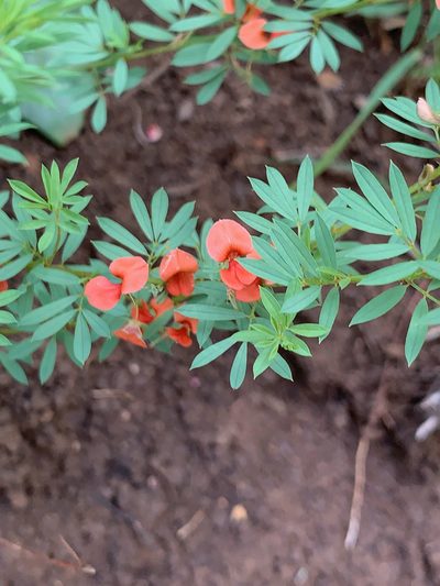 Indigofera obscura, photographed by Matthew Fainman