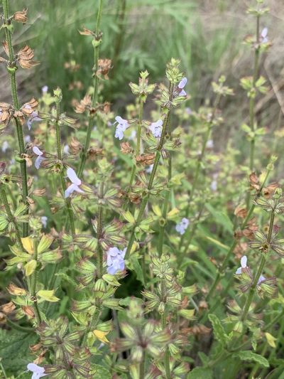 Salvia runcinata, photographed by Dave Richardson