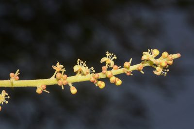 Lannea coromandelica, photographed by S.MORE