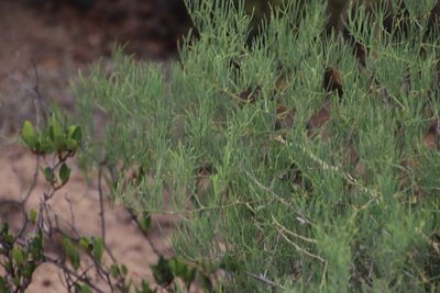 Asparagus transvaalensis, photographed by Tony Rebelo