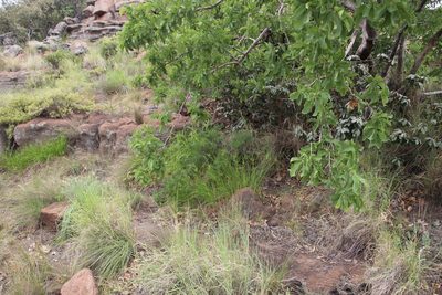 Asparagus transvaalensis, photographed by Tony Rebelo