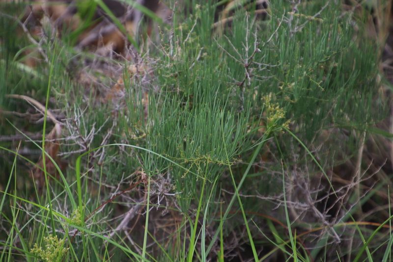 Asparagus transvaalensis, photographed by Tony Rebelo