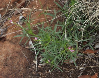 Cleome rubella, photographed by Tony Rebelo