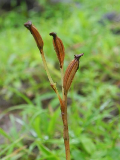 Habenaria grandifloriformis, photographed by S.MORE