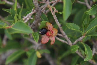 Ochna pretoriensis, photographed by Tony Rebelo
