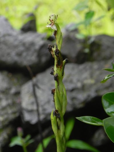 Habenaria gibsonii, photographed by S.MORE