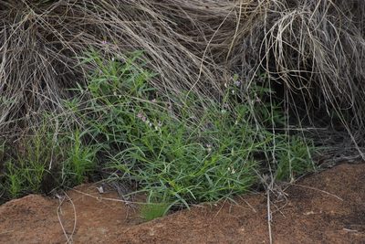 Cleome rubella, photographed by Tony Rebelo