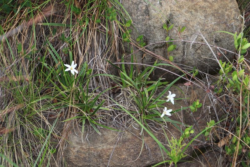 Xerophyta schlechteri, photographed by Tony Rebelo