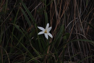 Xerophyta schlechteri, photographed by Tony Rebelo