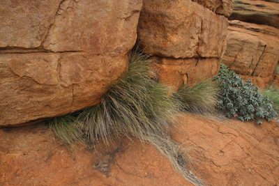 Coleochloa setifera, photographed by Tony Rebelo