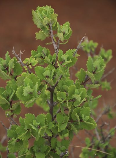 Tetradenia brevispicata, photographed by Tony Rebelo