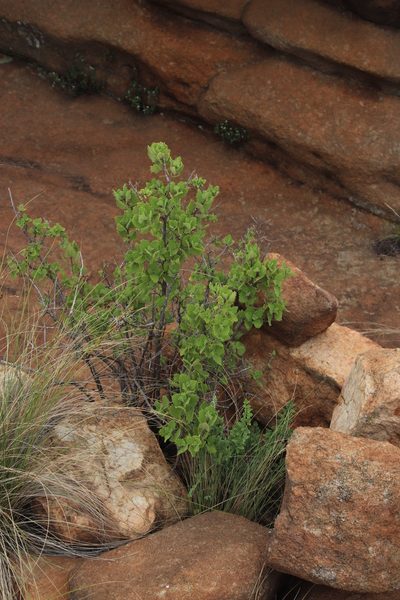 Tetradenia brevispicata, photographed by Tony Rebelo