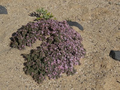Frankenia ericifolia, photographed by Yves Bas