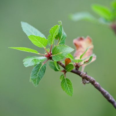 Bursera epinnata, photographed by Bill Levine