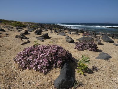 Frankenia ericifolia, photographed by Yves Bas