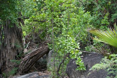 Randia capitata, photographed by Bill Levine