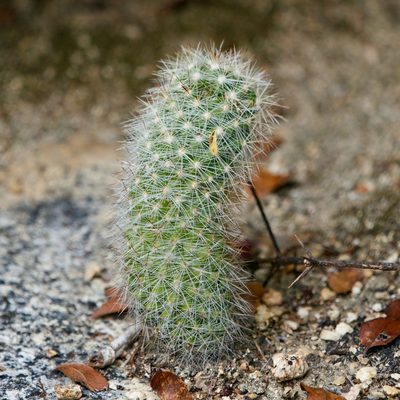 Cochemiea phitauiana, photographed by Bill Levine