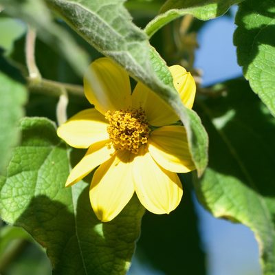Bahiopsis tomentosa, photographed by Bill Levine