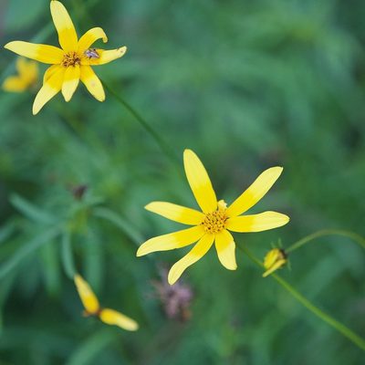 Bidens xanti, photographed by Bill Levine