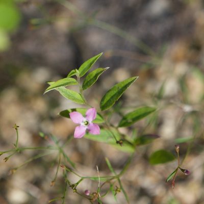 Stenotis asperuloides, photographed by Bill Levine