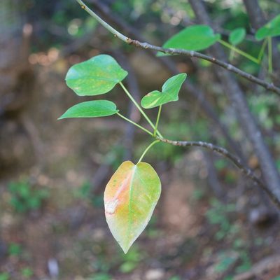 Jatropha vernicosa, photographed by Bill Levine