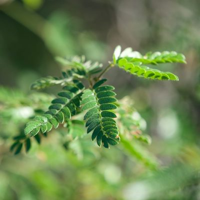 Mimosa tricephala, photographed by Bill Levine