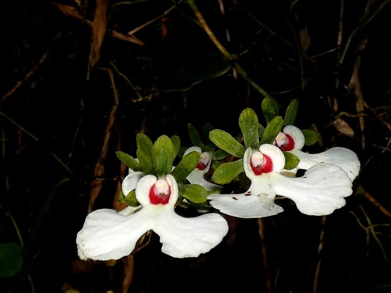 Oeonia rosea, photographed by Kai Squires