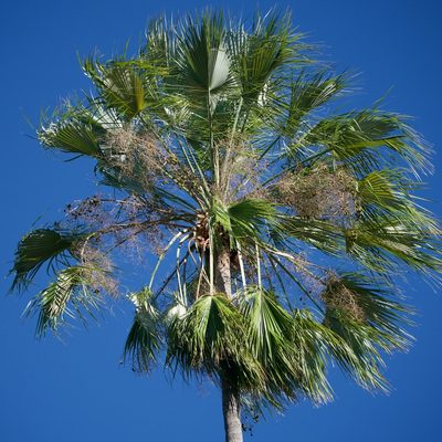 Brahea brandegeei, photographed by Bill Levine