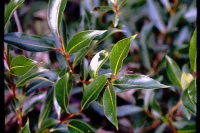 Salix serissima, photographed by Allan Harris