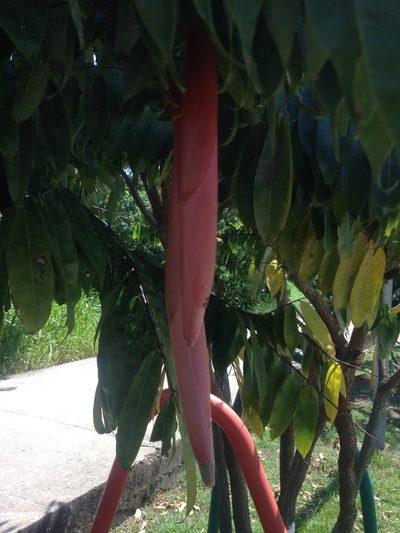 Brownea ariza, photographed by Jorge I. Merchán Mayorga