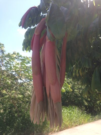 Brownea ariza, photographed by Jorge I. Merchán Mayorga