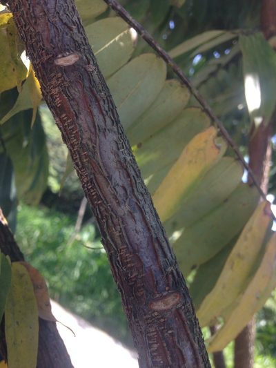 Brownea ariza, photographed by Jorge I. Merchán Mayorga