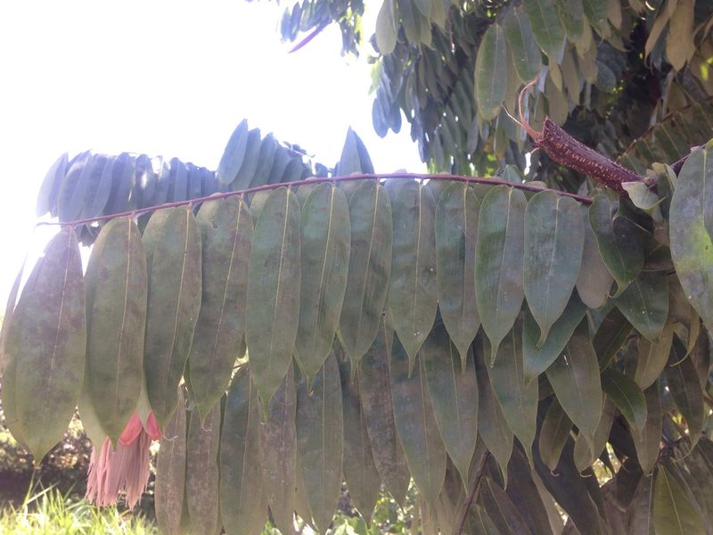 Brownea ariza, photographed by Jorge I. Merchán Mayorga