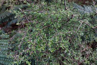 Coprosma cuneata, photographed by John Barkla