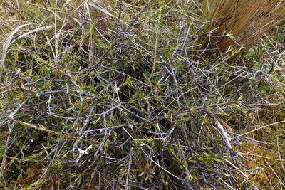 Coprosma elatirioides, photographed by John Barkla