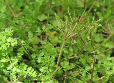 Chaerophyllum ramosum, photographed by Alice Shanks