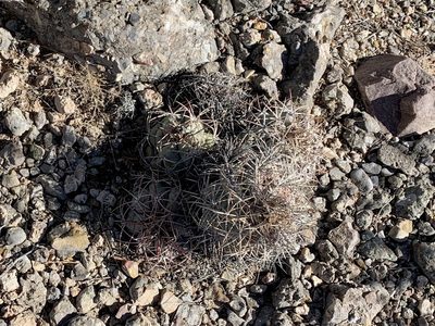 Echinocactus horizonthalonius, photographed by CK2AZ